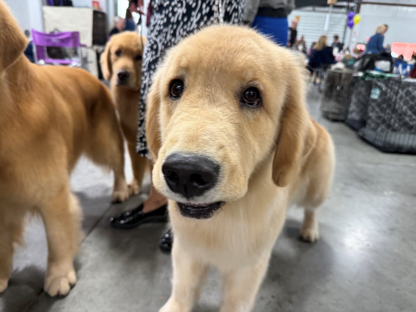 Fort St. Clair Kennel Club Dog Show