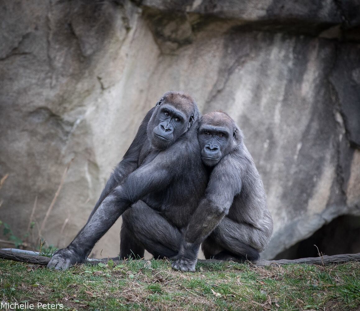PHOTOS: Those adorable faces! Celebrating Cincinnati Zoo babies