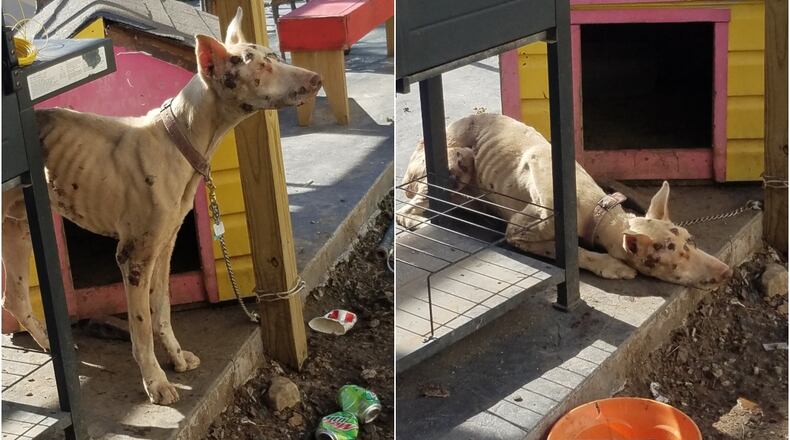 David Neanover, 36, Reily Twp., was charged with cruelty to a companion animal after anonymous complaints came in about an emaciated dog, said Butler County Sheriff Richard K. Jones. SUBMITTED PHOTO