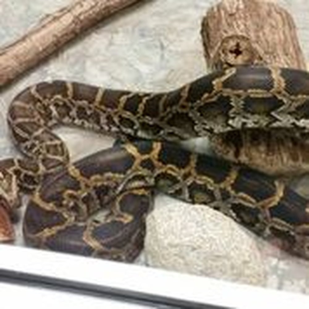 Boonshoft Museum of Discovery: Snake