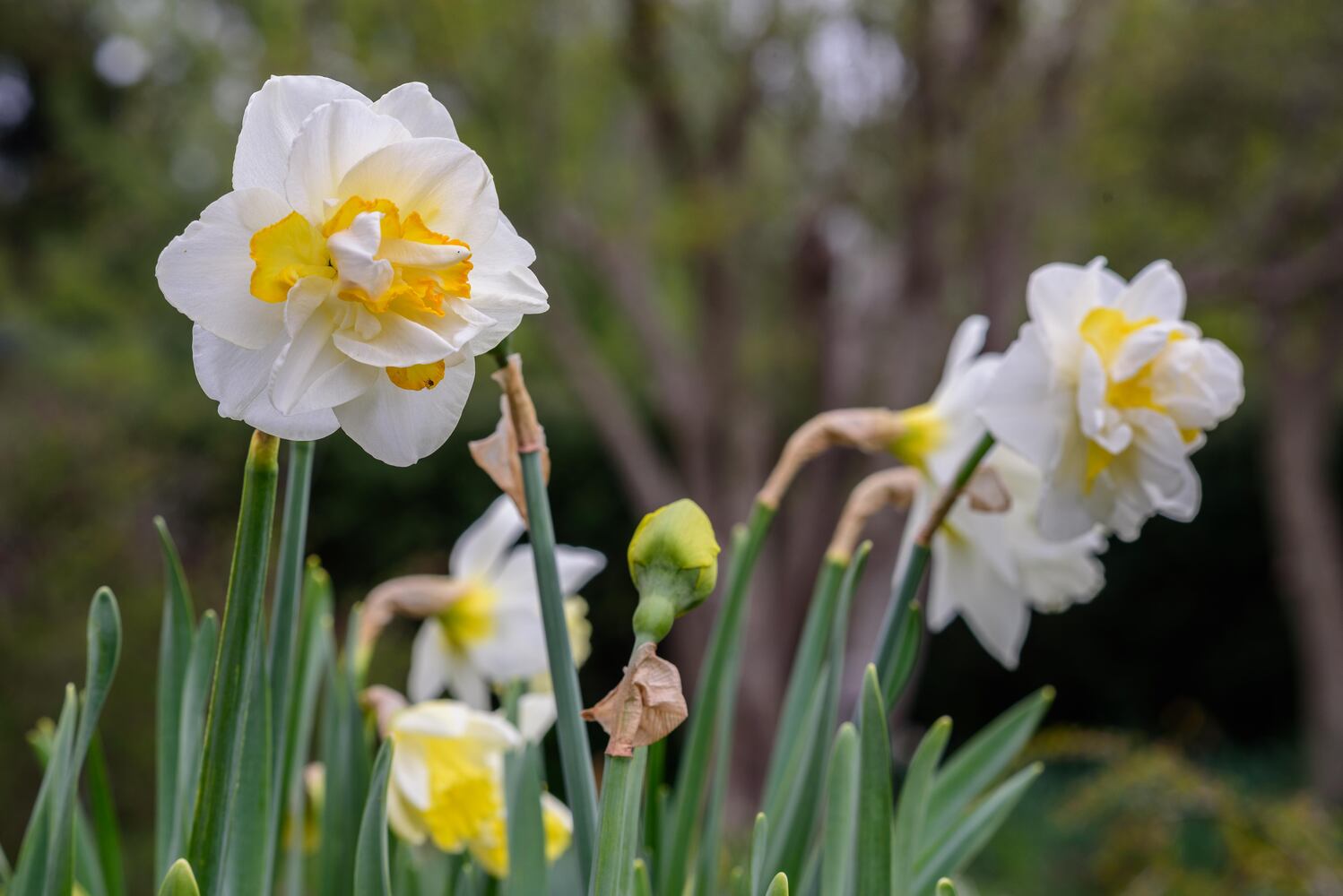 PHOTOS: Multi-colored tulips are in full bloom at Smith Memorial Gardens
