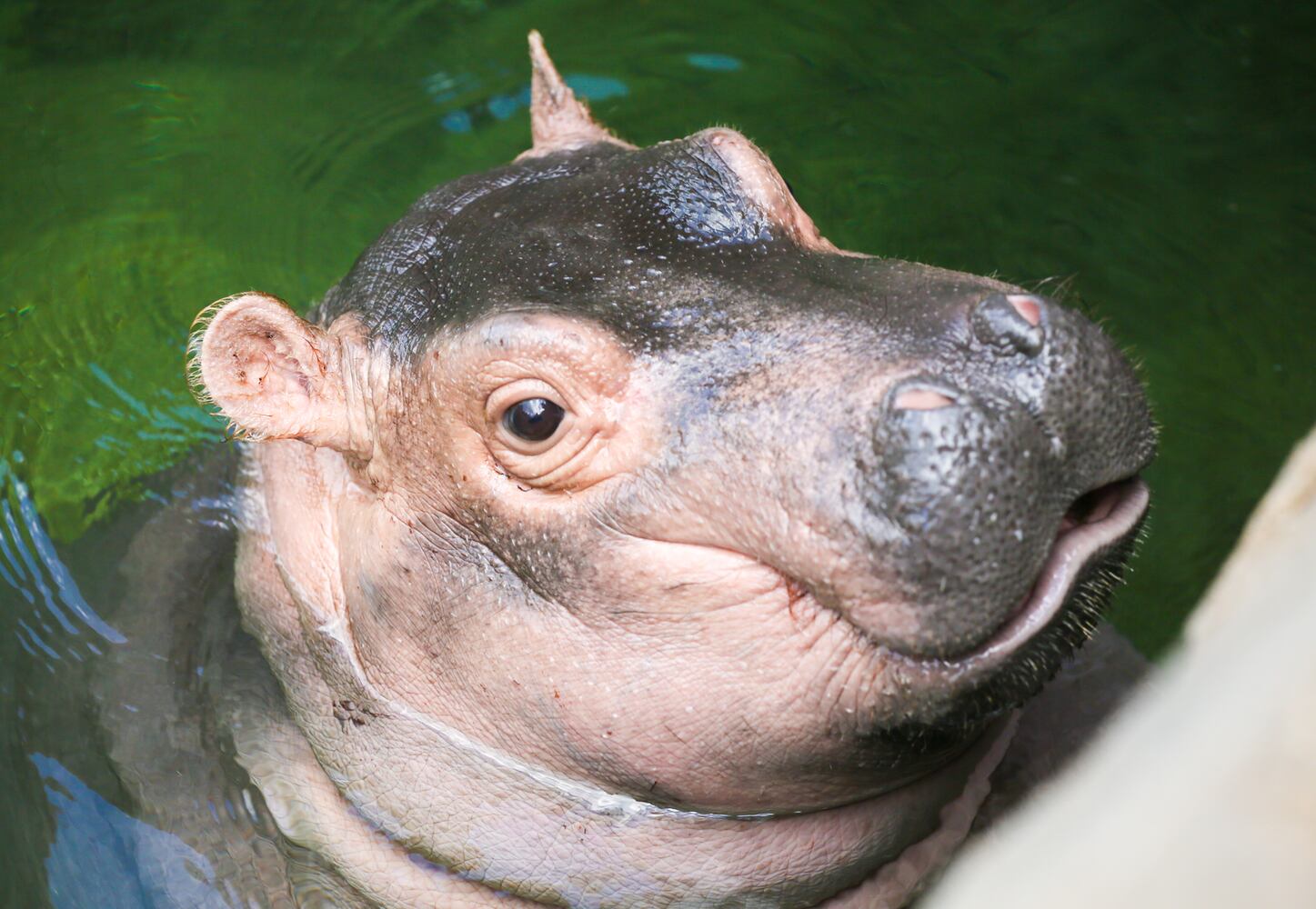 The Fiona Show: Cincinnati Zoo’s hippo gets her own Facebook series