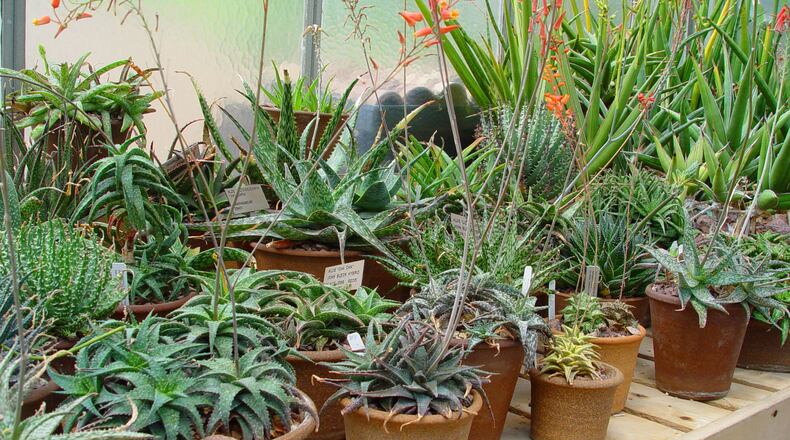Even the smaller aloes in the garden center can bear aloe mites when they originate in a contaminated greenhouse. (Maureen Gilmer/TNS)