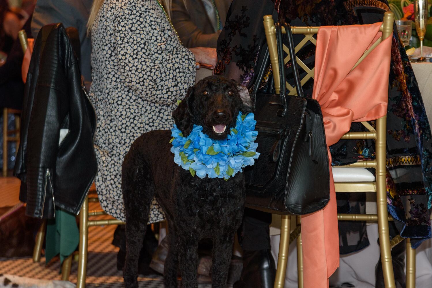 PHOTOS: Did we spot you at the Pet Afflaire Gala at the Dayton Arcade?