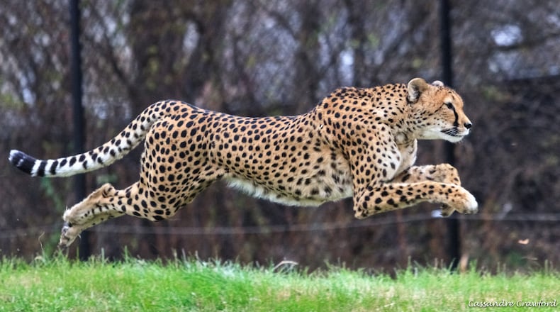 The world’s fastest captive cheetah dies at Cincinnati zoo. (Contributed photo)