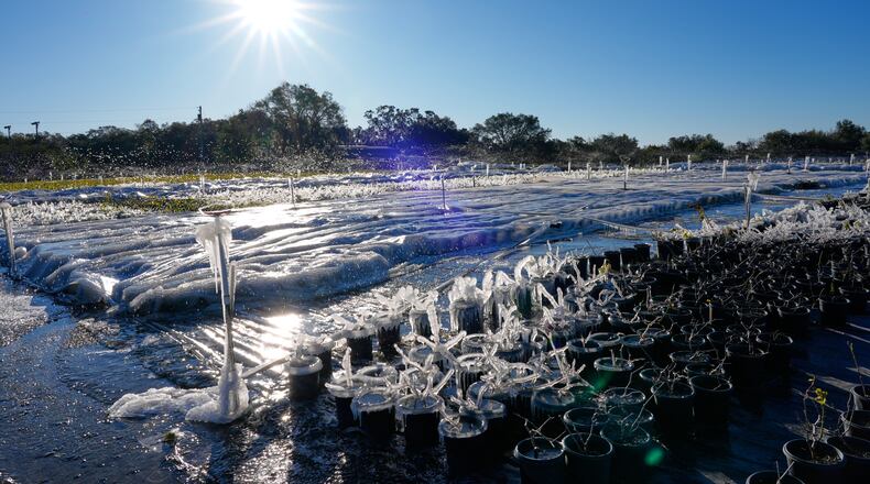 As temperatures dipped below freezing, sprinklers spray water over frost sensitive plants covering them with ice to insulate them from the cold at DeWar Nurseries Sunday, Feb. 1, 2026, in Apopka, Fla. (AP Photo/John Raoux)