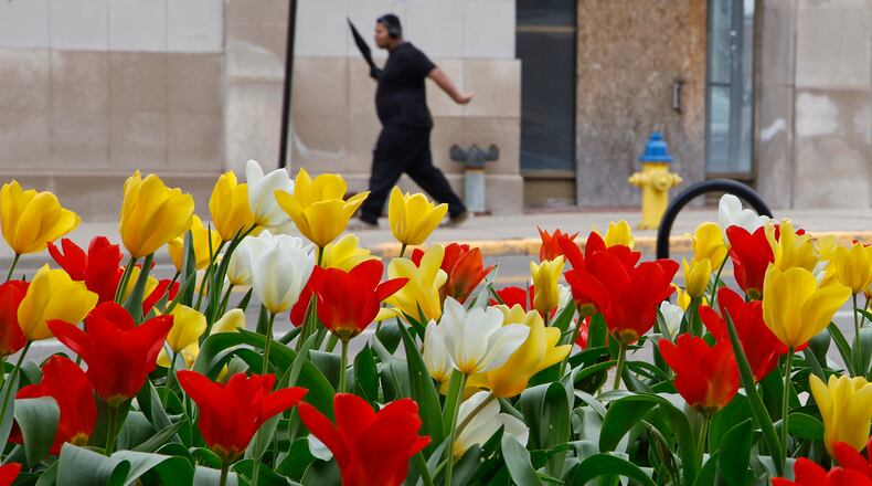 A man with an umbrella walks past the red, white and yellow tulips blooming in front of Clark State's Brinkman Center in downtown Springfield Tuesday, April 9, 2024. BILL LACKEY/STAFF