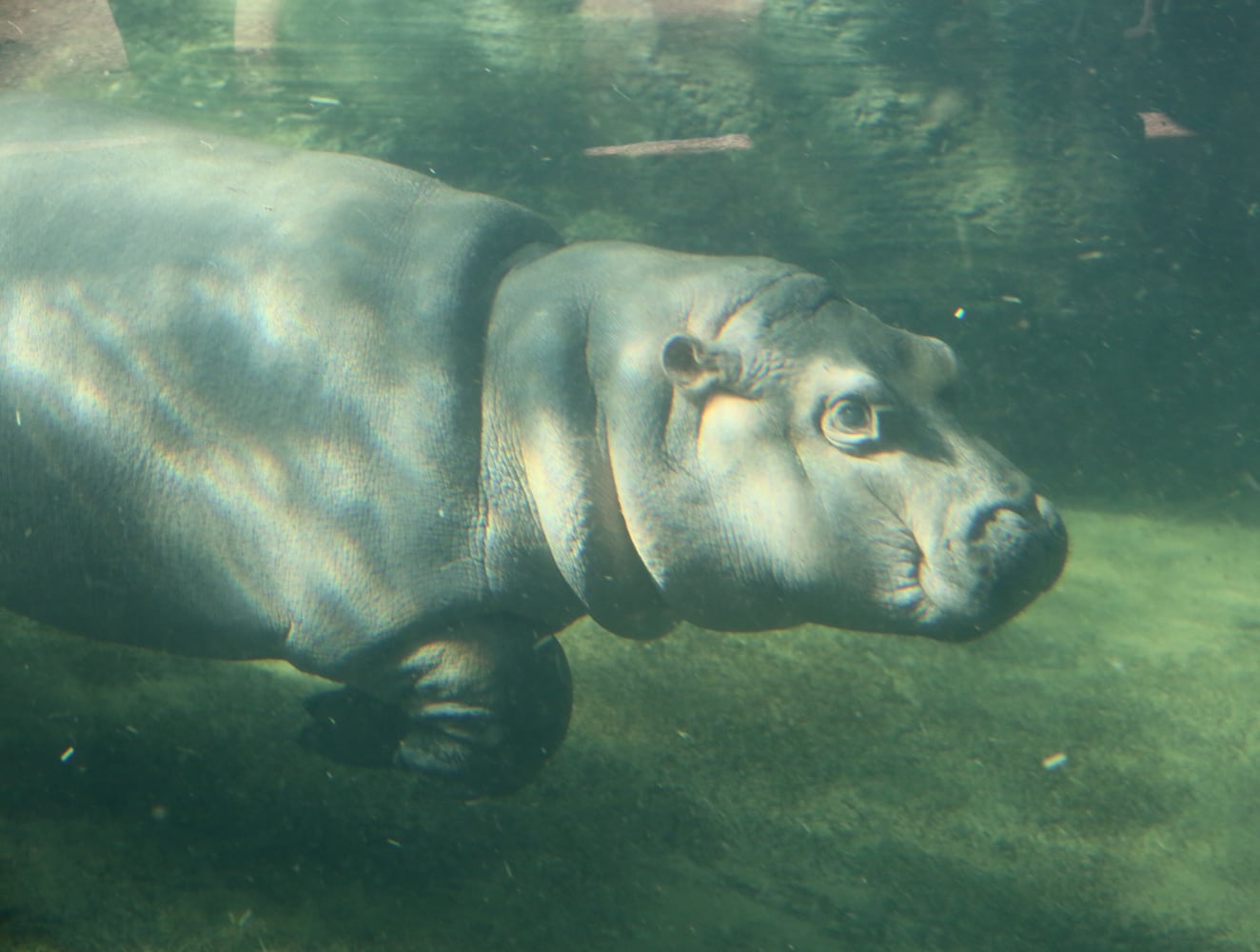 Fiona’s big adventure: Cincinnati Zoo hippo explores outdoor pool