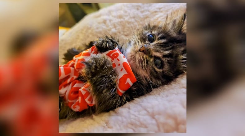 LiFeline Cat Rescue and Network Inc. is a foster-based rescue in need of donations. CONTRIBUTED