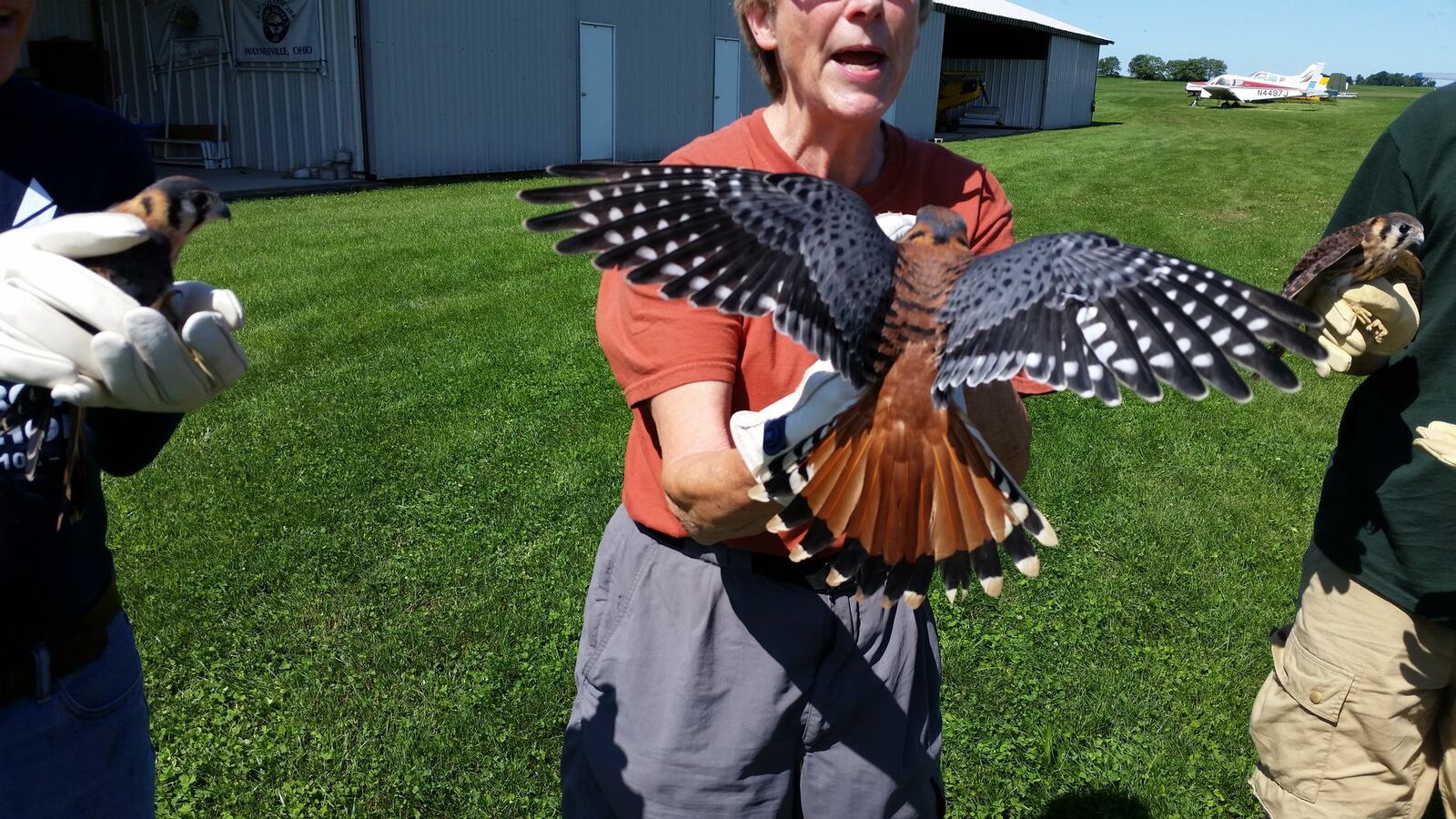 Falcon chick rescue Newspaper reader Capt. John Belluardo, The Falcon Godfather, of Washington Twp. sent in a series of photos that tell a story. He explains: “We found these four American Kestrel Falcon Chicks on the floor of the main hangar at Red Stewart Airfield in Waynesville on Thursday May 21st. They had fallen out of a vent pipe at the top of the hangar. I was getting ready to perform an annual inspection on my vintage 1946 Luscombe 8A. After sending a picture to the Glen Helen Raptor Center (in Yellow Springs) we were told that they were falcons and must be saved. We placed the hungry chicks in a box and flew them in my Luscombe to Springfield Municipal Airport where we turned them over to a staff member from the Raptor Center (first picture).” The chicks were placed in an outdoor pen with an adult falcon for learning how to fly and hunt. On Sunday, June 28, they were released back to the wild at Red Stewart Airfield in Waynesville Ohio. Belluardo says, “They have transformed from little balls of white fur to colorful beauties of nature. They got their first taste of freedom and they sure can fly!” To see a video of the release, go online to https://youtu.be/f8mh-wYqFNI. CONTRIBUTED