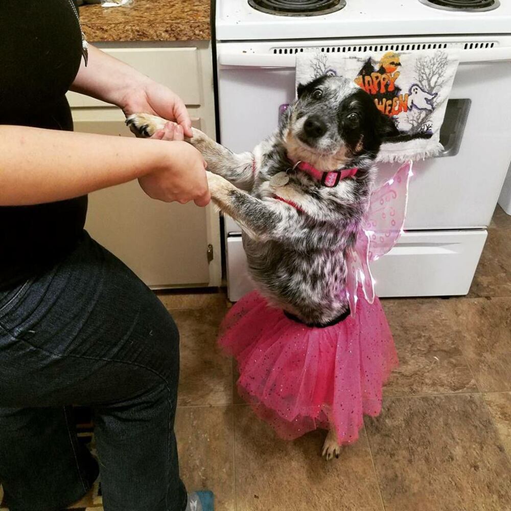 PHOTOS: Local pets ready for Halloween