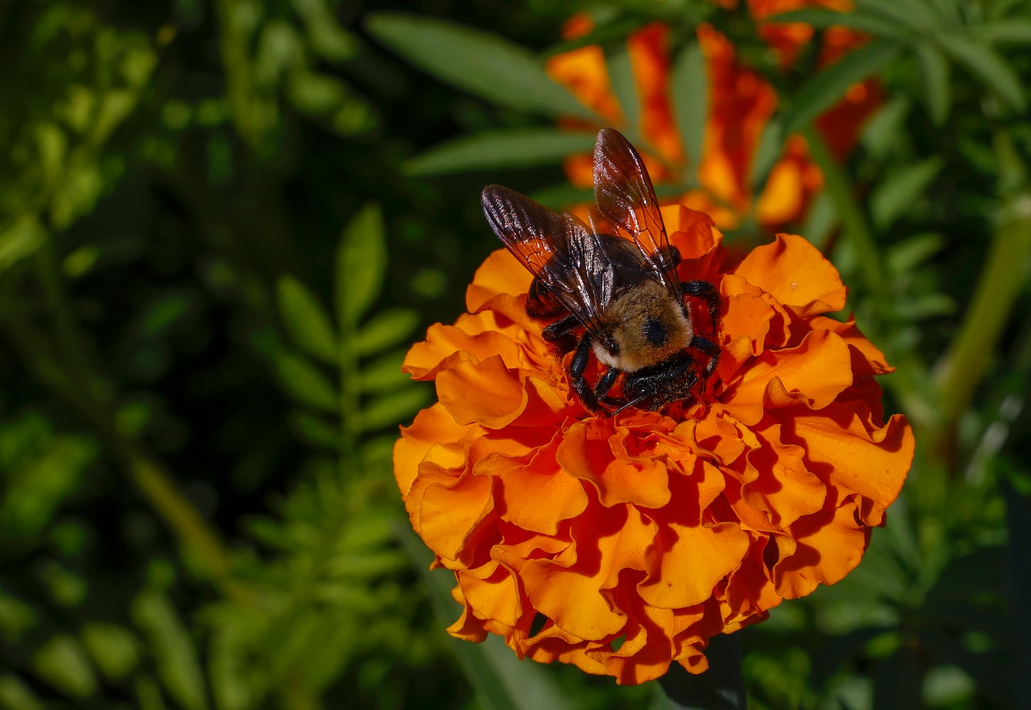 Bloomfield Farm's U-Pick Flower Farm 