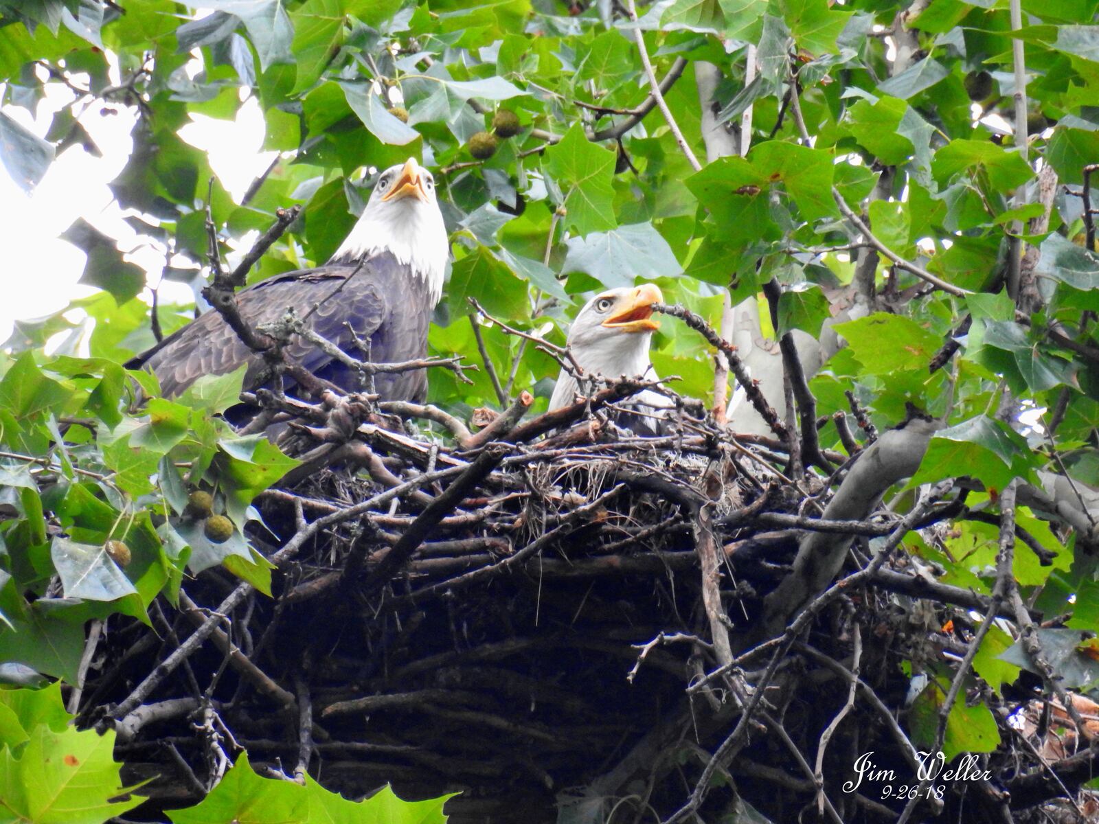 Orv and Willa, the two adult bald eagles that made a home in Carillon Historical Park earlier this year, have returned to their nest. Jim Weller, founder of Eastwood Eagle Watchers, photographed the pair at the end of September. PHOTO COURTESY OF JIM WELLER