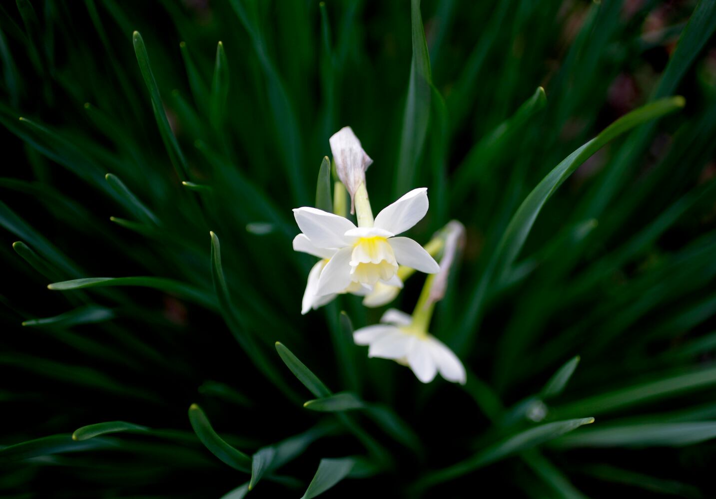 PHOTOS: Wegerzyn Gardens blooms in a brilliant display