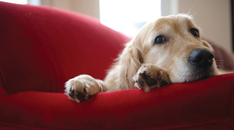 According to veterinary experts at WebMD Pet Health Center, an estimated 232,000 cases of pet poisoning occur annually in the United States. METRO NEWS SERVICE