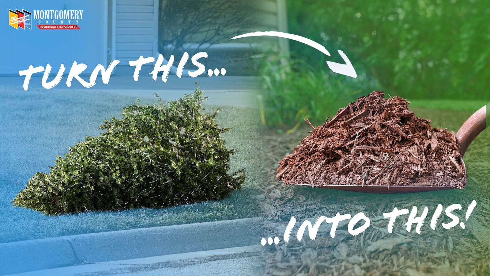 Christmas trees can be recycled into mulch at the Montgomery County Solid Waste District. PHOTO COURTESY OF MONTGOMERY COUNTY ENVIRONMENTAL SERVICES