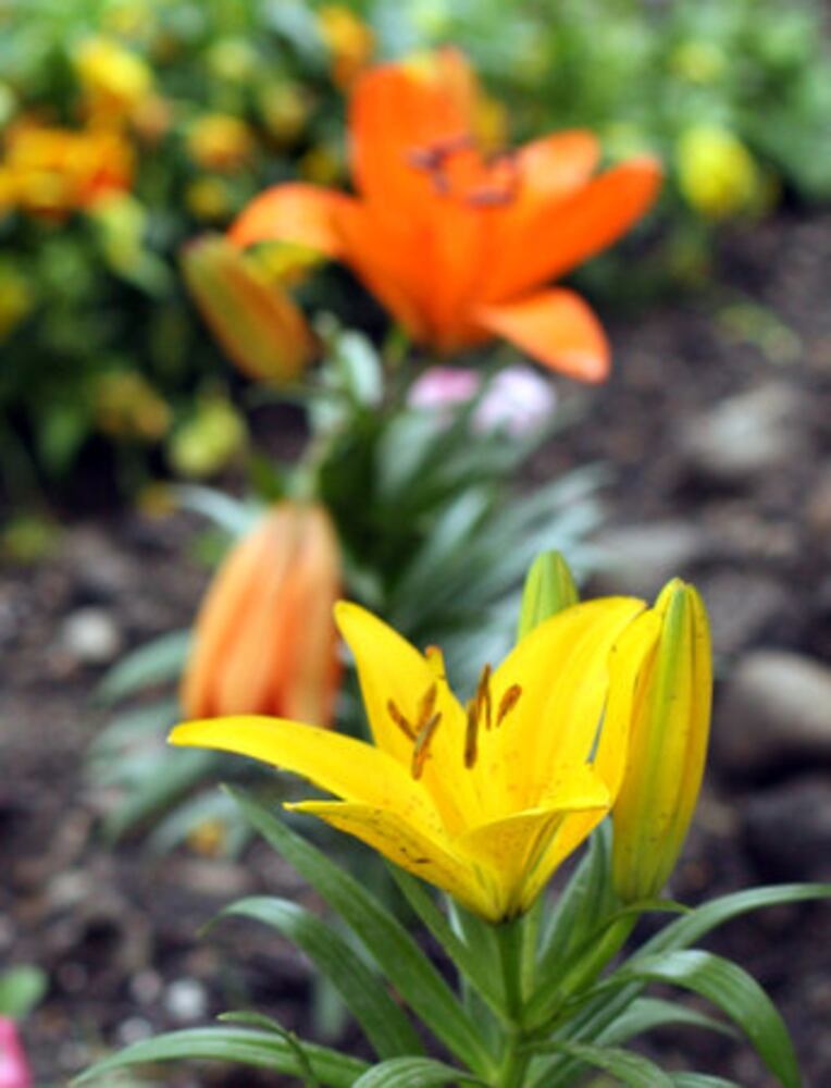 Spring Bulb Festival