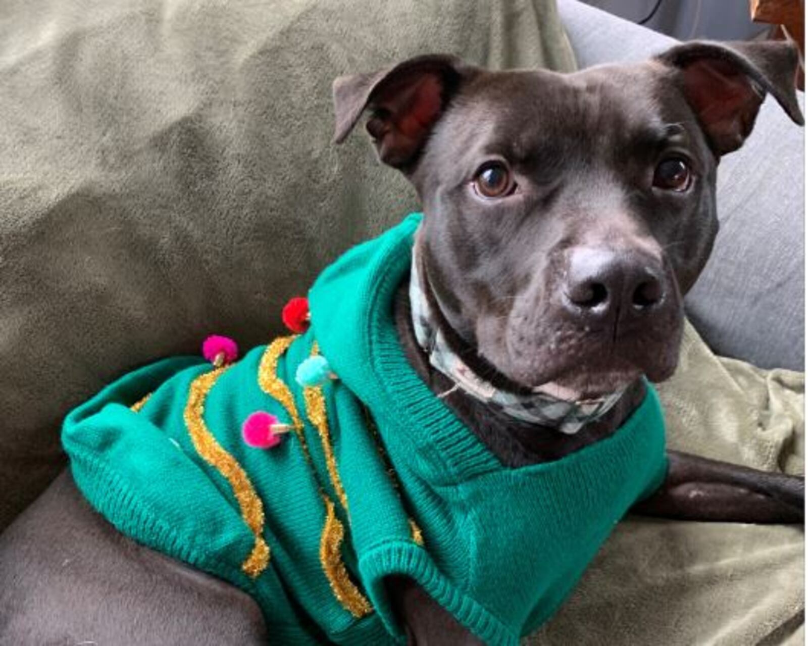 Shade is an adoptable dog through Adopt a Pit Rescue. He is about 2 to 3 years old and would be perfect for an active family. He would be a great running or jogging partner. CONTRIBUTED