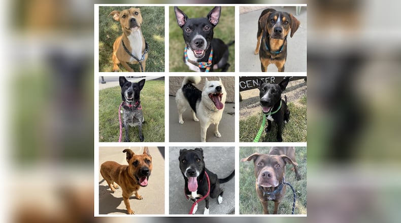 The Montgomery County Animal Resource Center will participate in a special Clear the Shelters adoption event from 10 a.m. to 4 p.m. Saturday, Aug. 23, 2025. The first 25 adoptions will be free, and every adoption after that will be $20. CONTRIBUTED