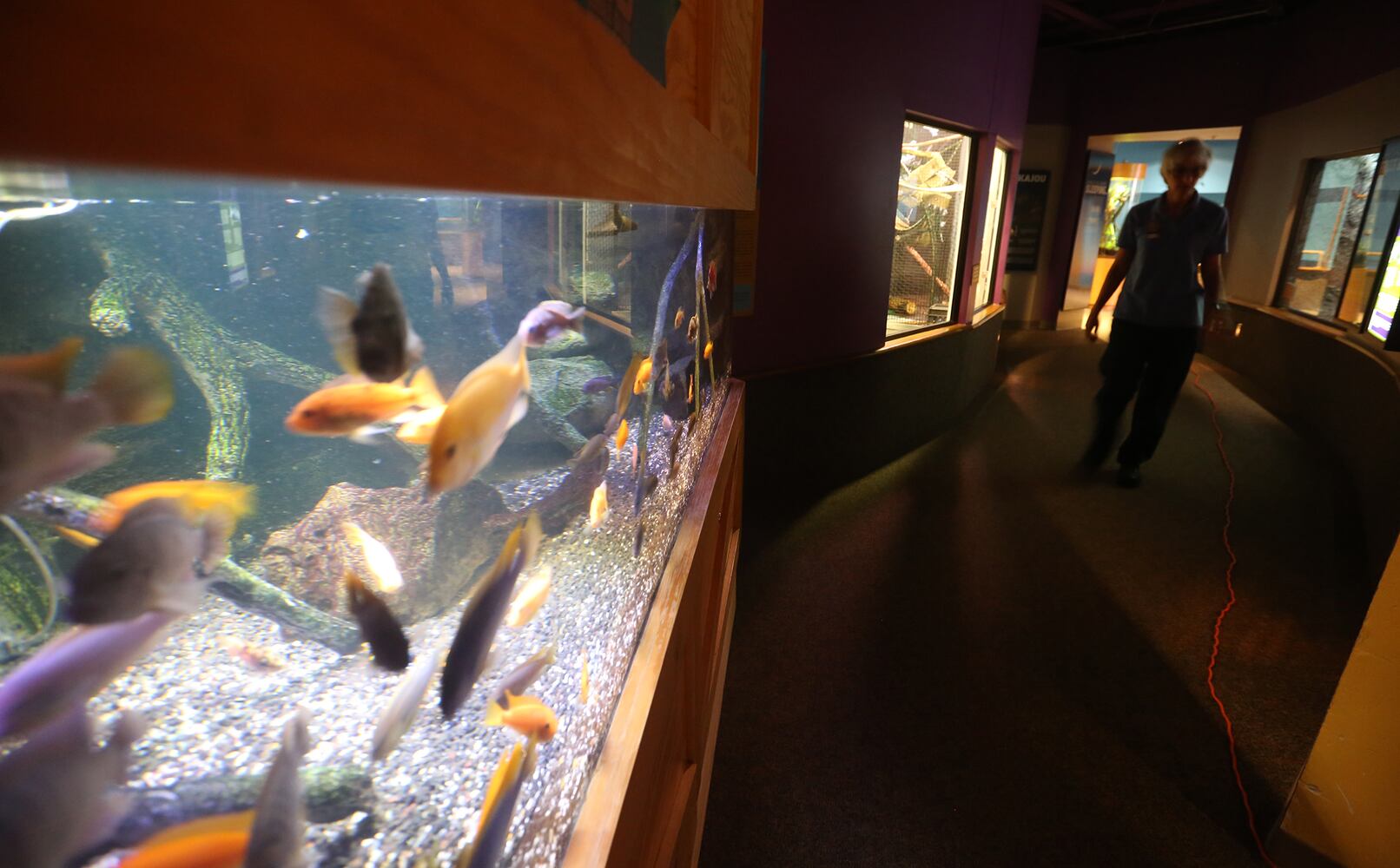 PHOTOS: Boonshoft Museum of Discovery reopens with old favorites and rarely seen artifacts from the collection