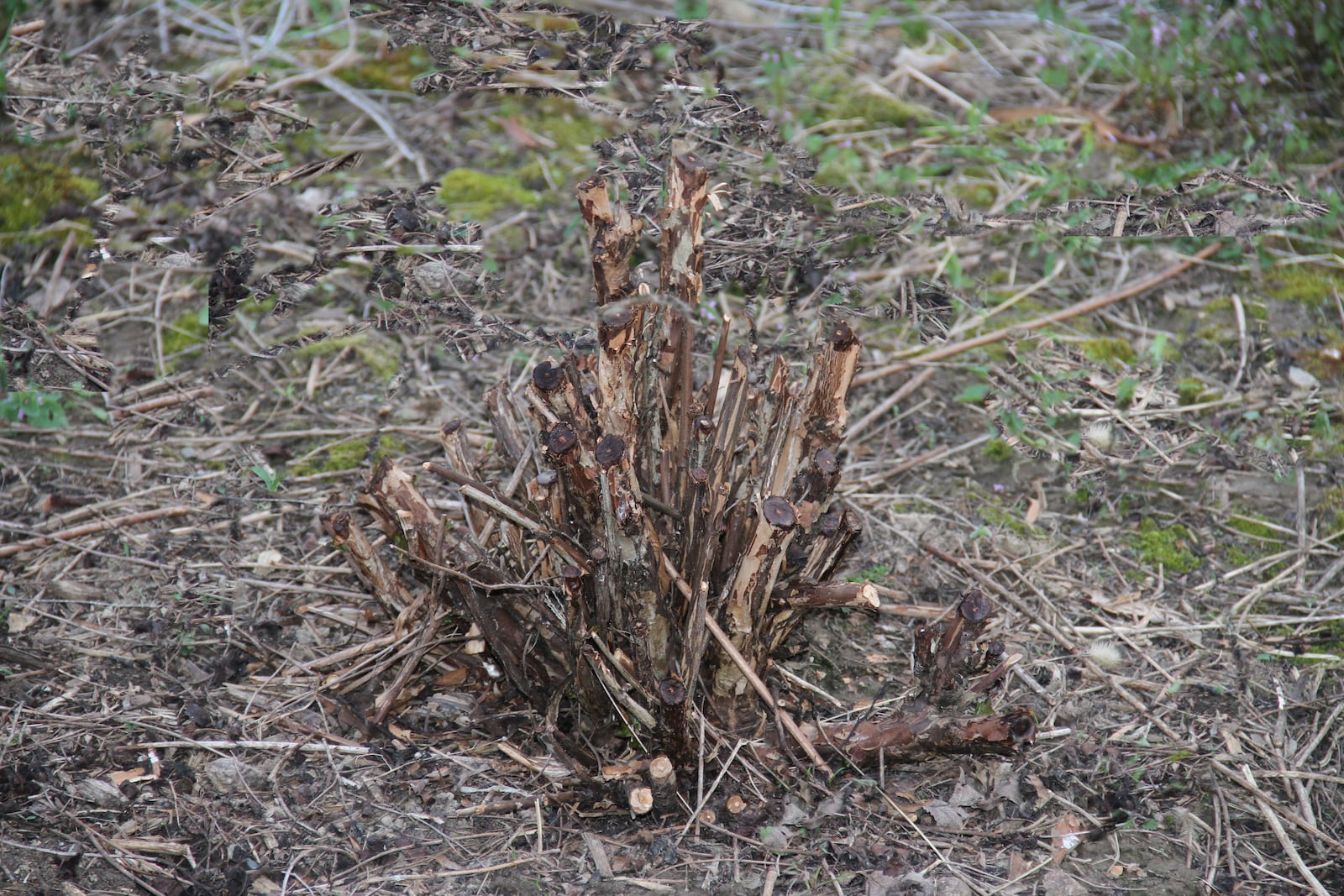 Rejuvenation pruning of an overgrown ninebark. CONTRIBUTED