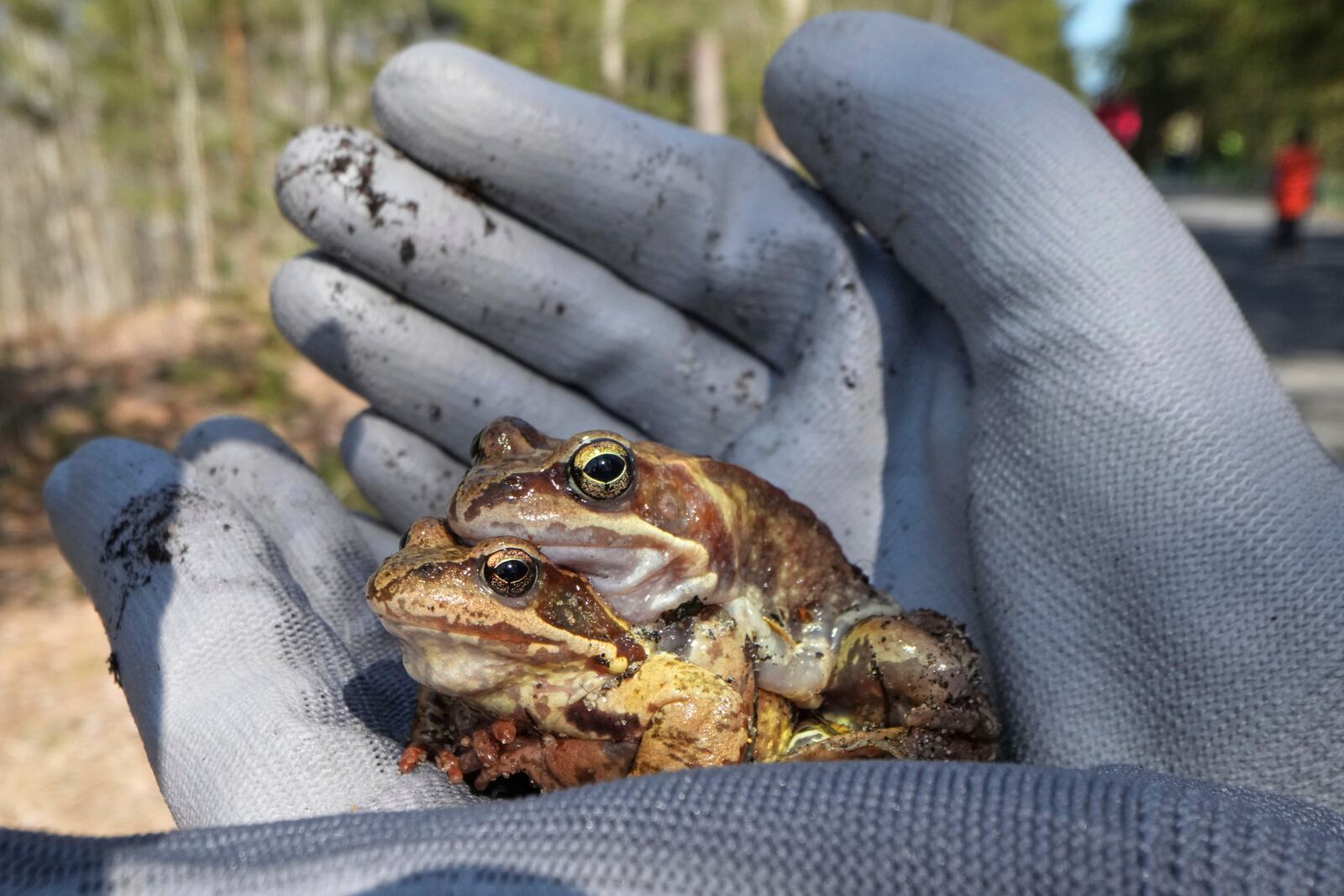 A volunteer carries frogs across a road in the Sestroretsk Bog natural reserve outside St. Petersburg, Russia, on Wednesday, April 16, 2025. (AP Photo/Dmitri Lovetsky)