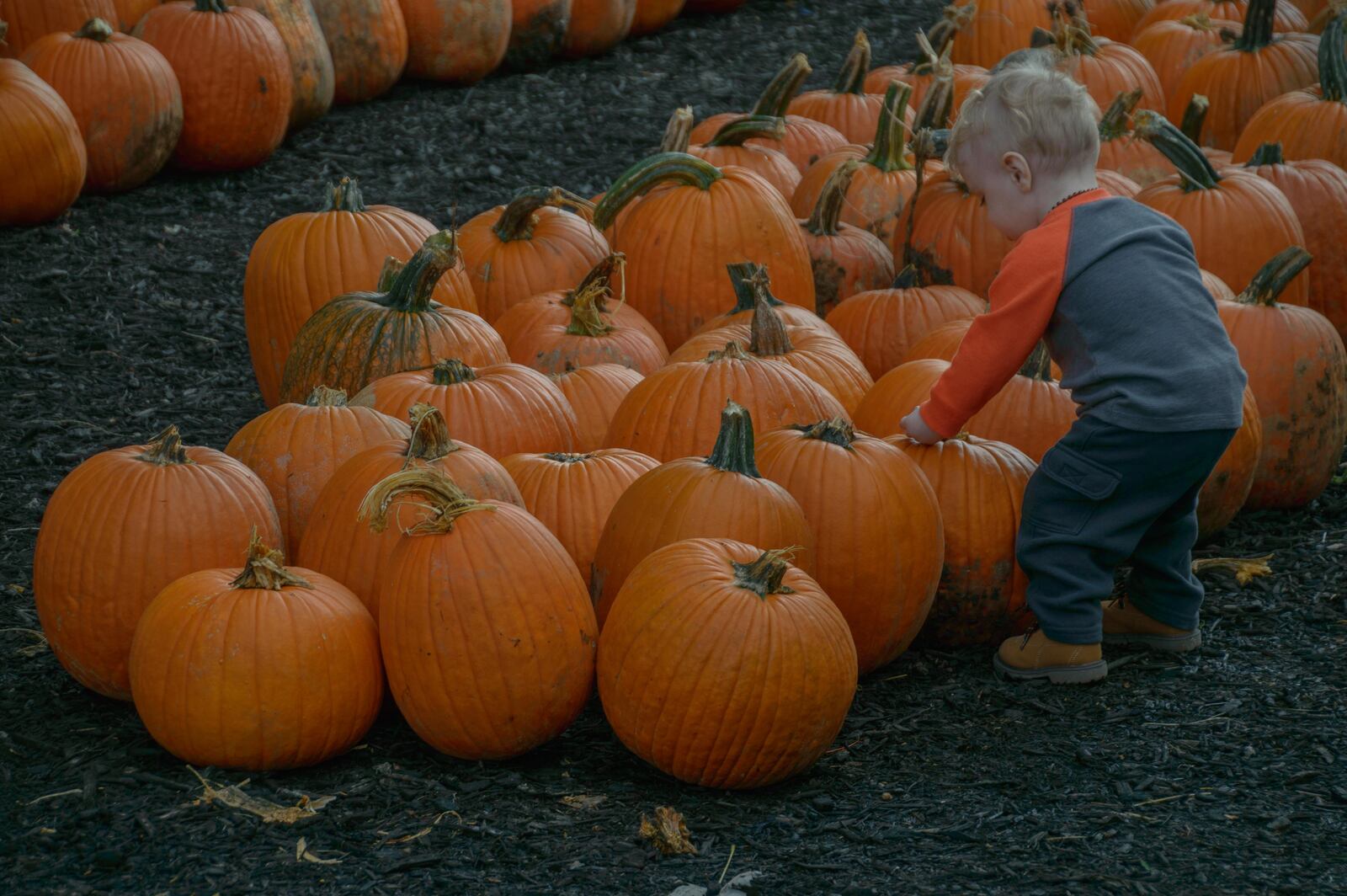 This favorite family festival was held at Young's Jersey Dairy on Oct. 1-2, 2016 in Yellow Springs, Ohio.