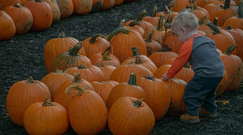 The Fall Farm Festival at Young's Jersey Dairy in Yellow Springs, Ohio.