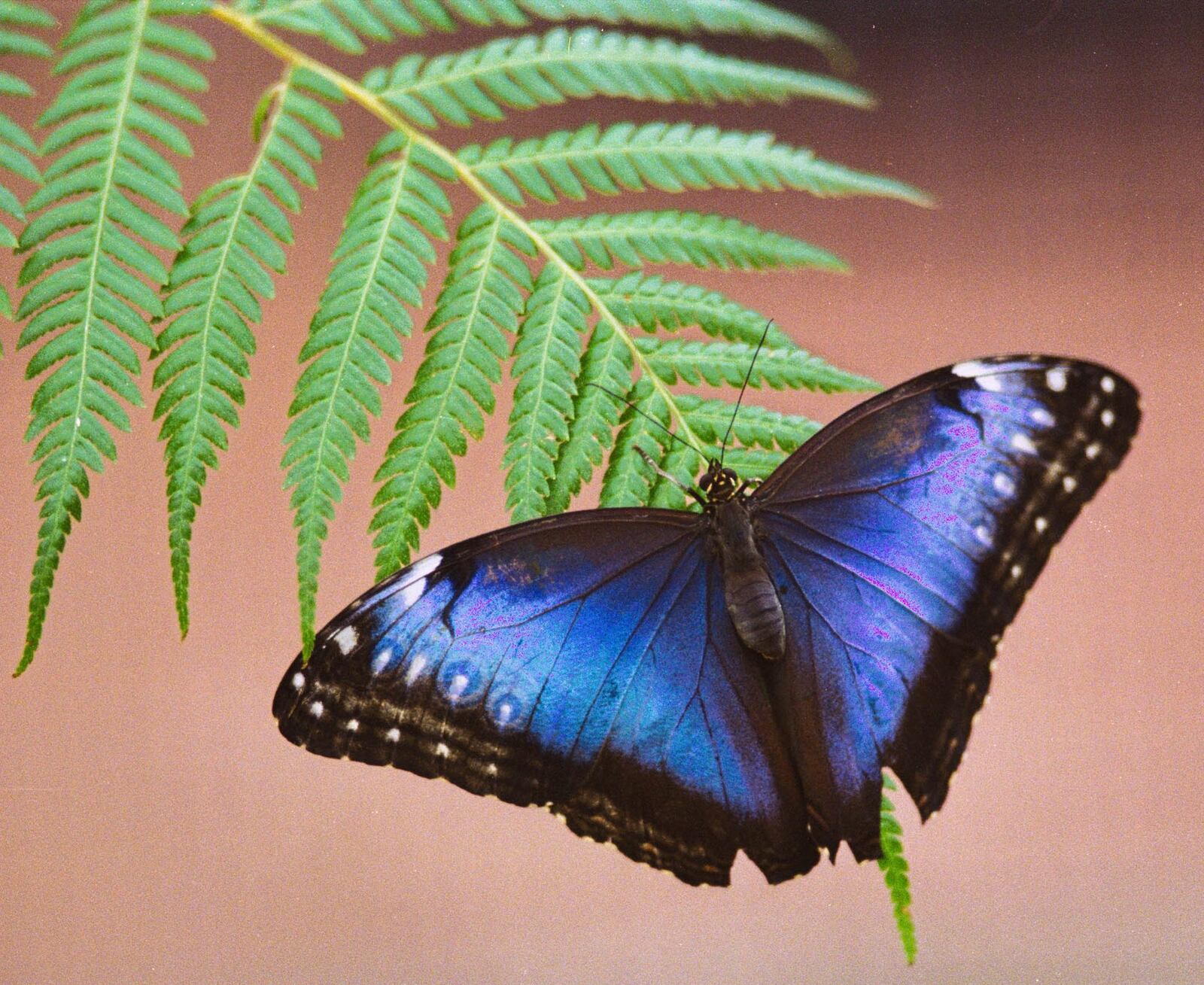 A butterfly at the Krohn Conservatory. E.L. HUBBARD/CONTRIBUTED