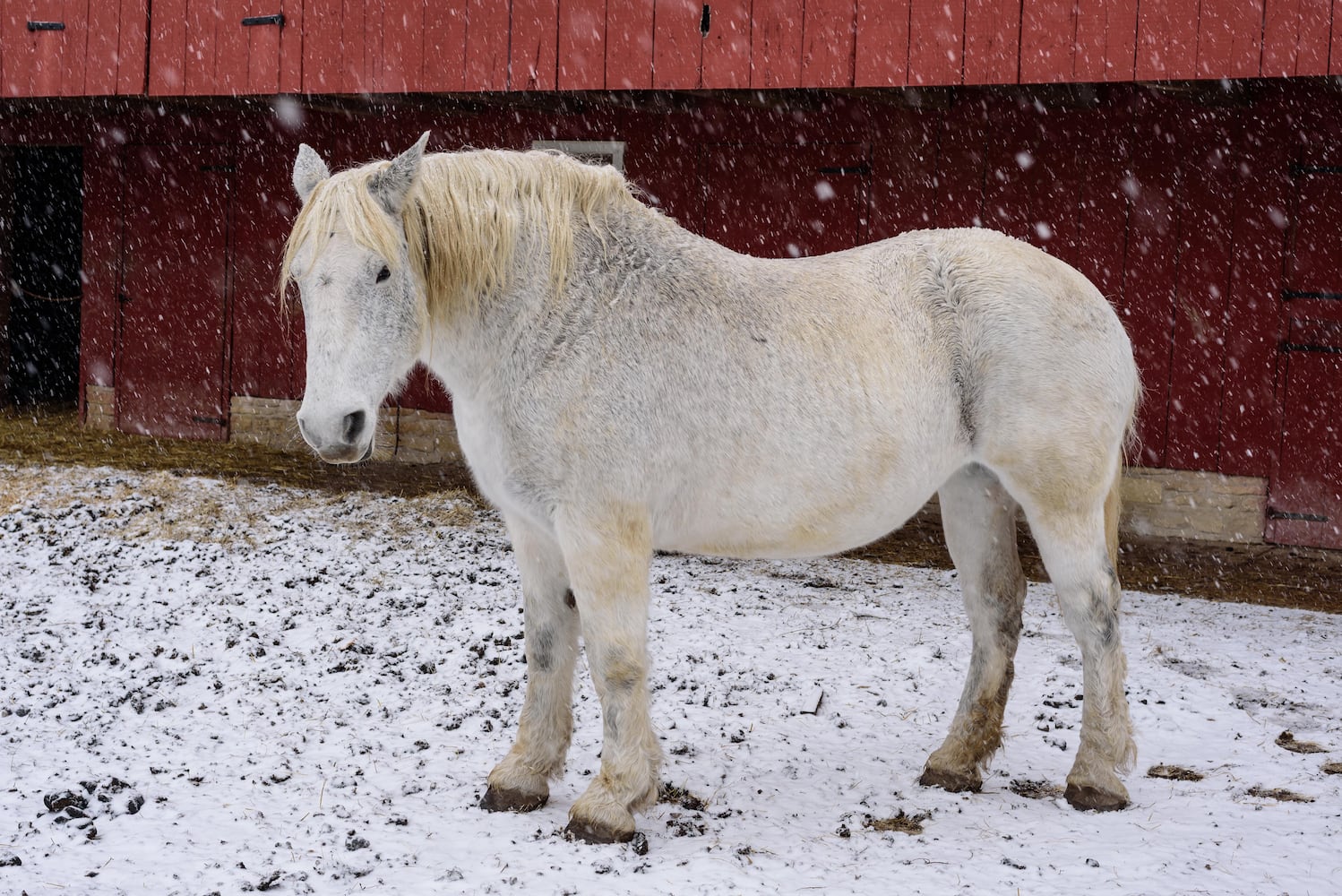 PHOTOS: 2025 Christmas on the Farm at Carriage Hill MetroPark