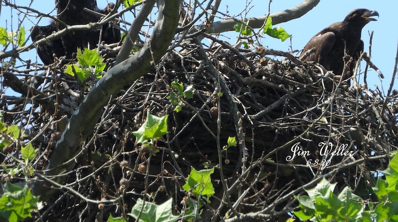 Meet Prop and Rudder. Names have been chosen for the eaglets born this spring at Carillon Historical Park to resident birds Orv and Willa. JIM WELLER/CONTRIBUTED