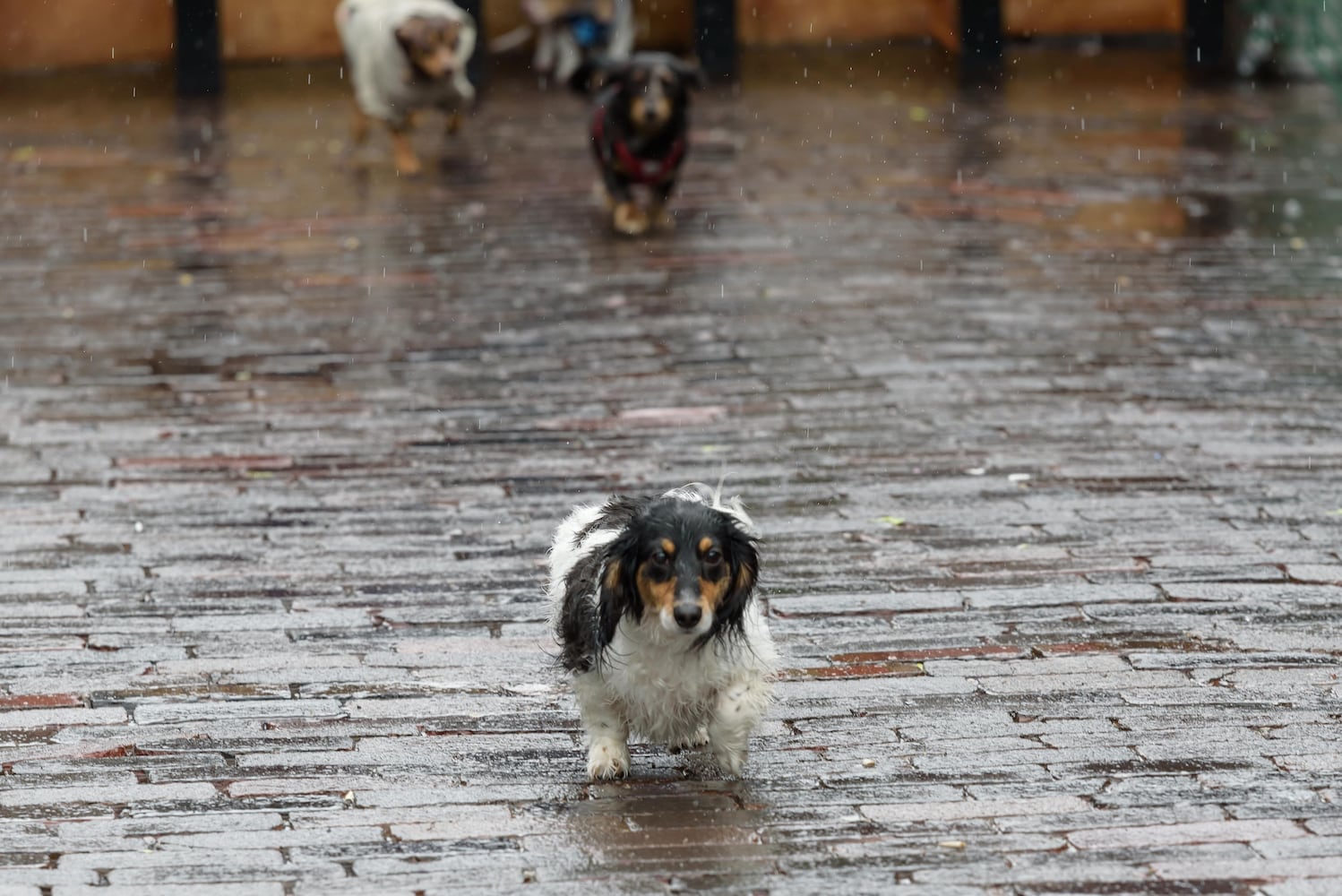 PHOTOS: 2025 Derby Day wiener dog races in the Oregon District
