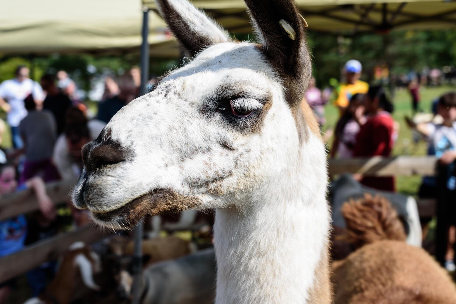 PHOTOS: Did we spot you at the Centerville Fall Fest at Stubbs Park?