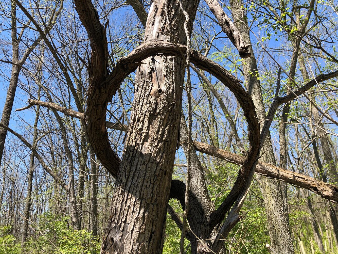 Wesleyan MetroPark