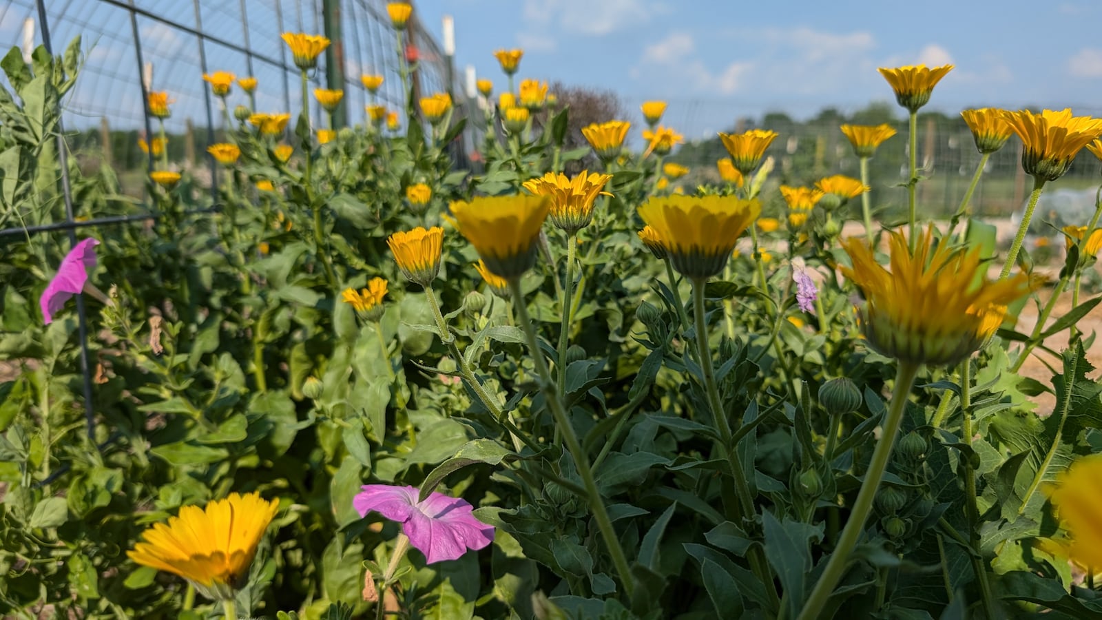 Having a variety of flowers is key to attracting pollinators. Contributed by Five Rivers MetroParks