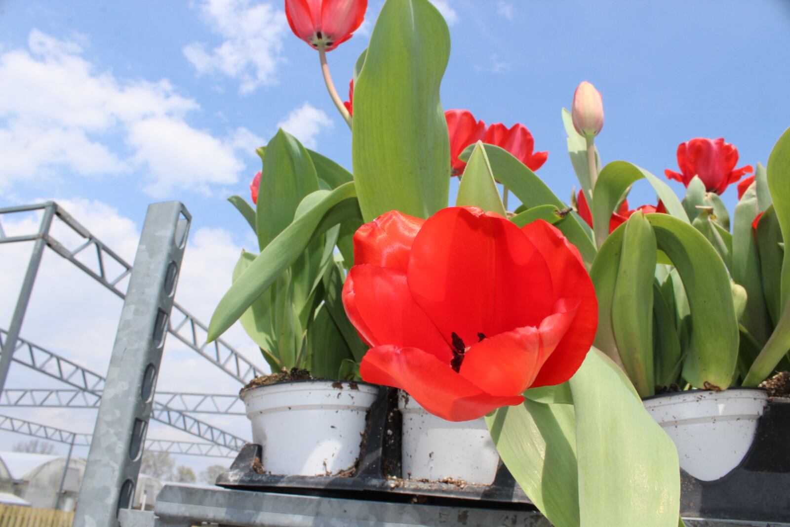 We take you inside of North Dayton Garden Center with  center co-owner Rick Kossoudji . Photo by Amelia Robinson