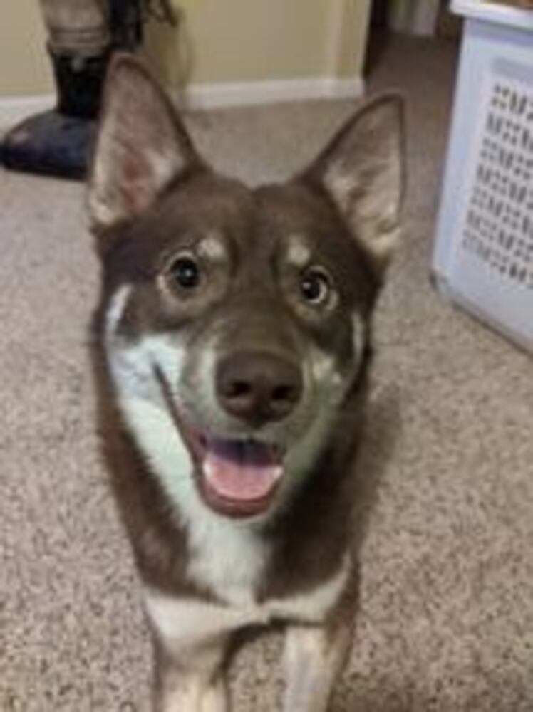 Puppy Day pictures