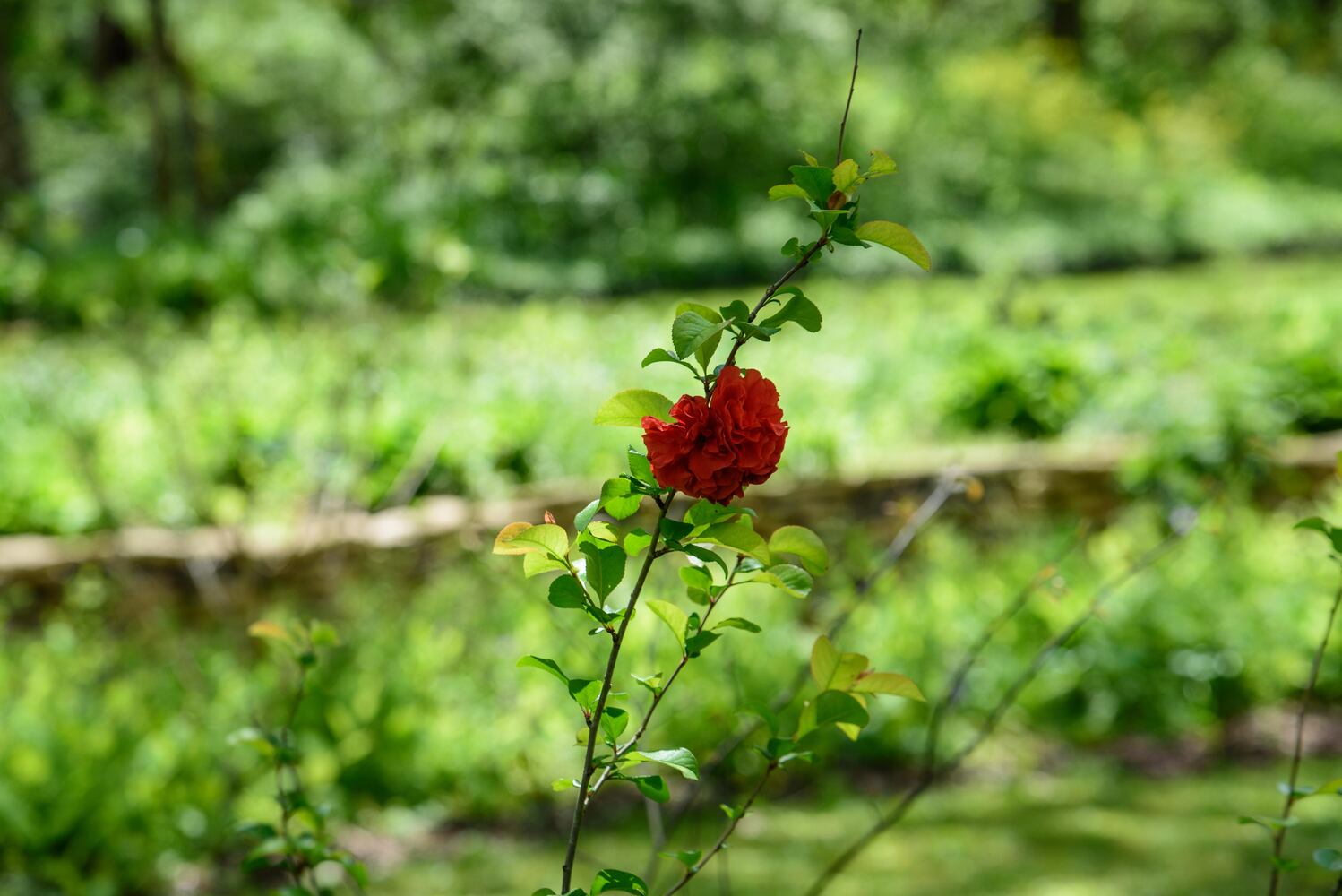 PHOTOS: Gorgeous Aullwood Garden is in full bloom
