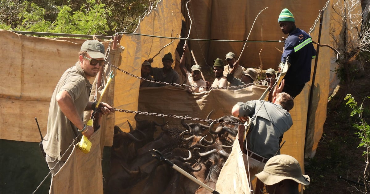 Reviving this African game reserve meant catching and transporting hundreds of wild...