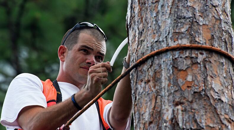 Hutch Collins, 20th Civil Engineer Squadron threatened and endangered species biologist, looks for baby red-cockaded woodpeckers in a tree cavity at Poinsett Electronic Combat Range at Wedgefield, S.C., May 30, 2018. Collins monitors and documents the endangered species’ populations on the range. (U.S. Air Force photo/Senior Airman Destinee Sweeney)