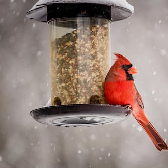 A Northern Cardinal perched at a feeder on a winter day. iSTOCK/COX
