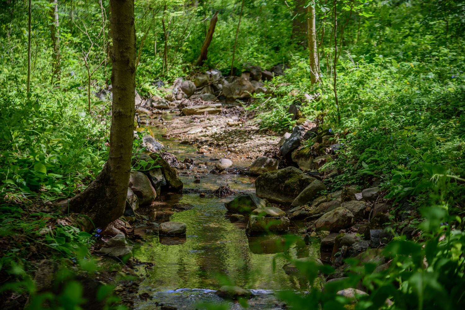 PHOTOS: Gorgeous Aullwood Garden is in full bloom