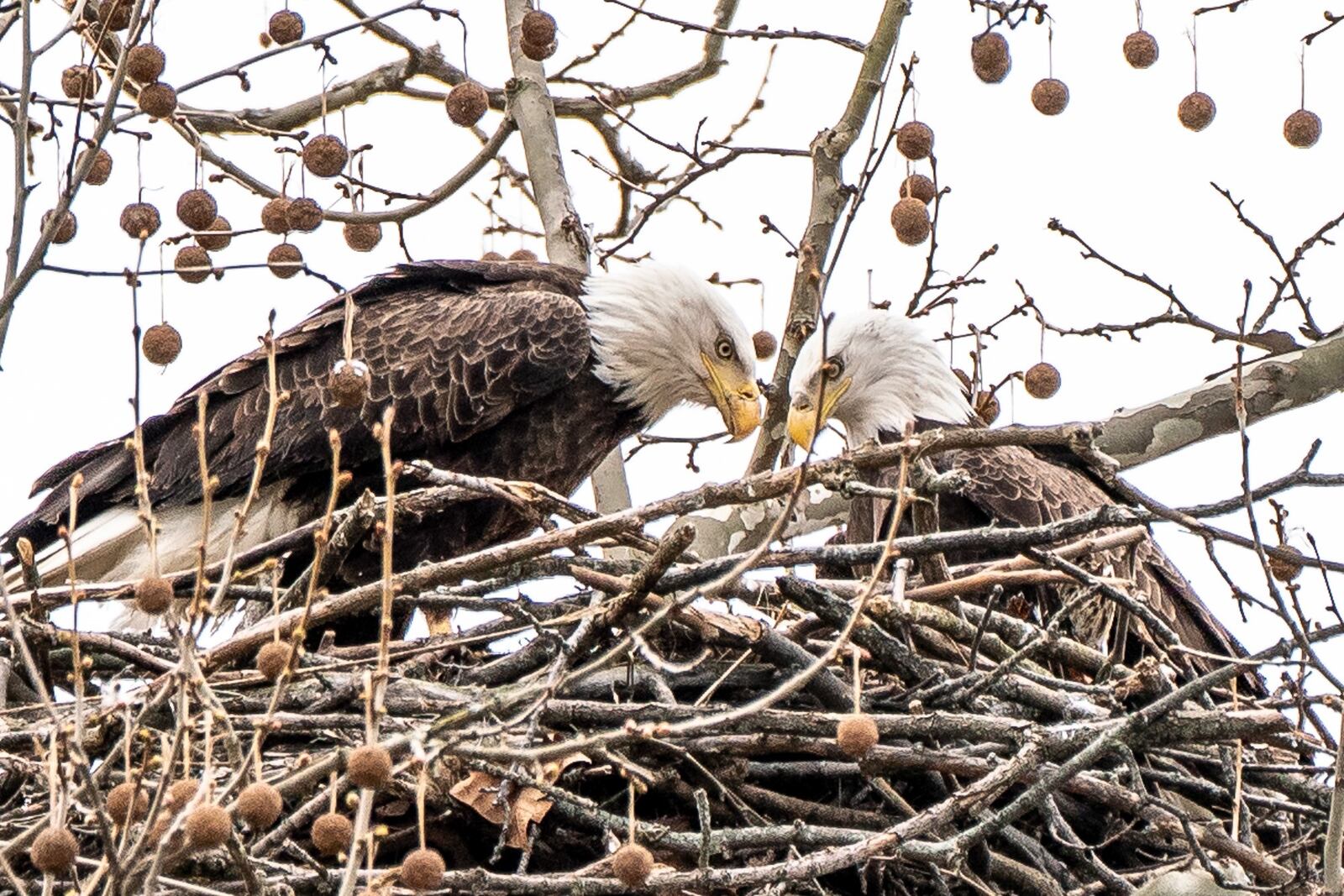 Orv and Willa, the bald eagles nesting at Carillon Historical Park, have eaglets in the nest.  CONTRIBUTED PHOTO / RONALD VALLE
