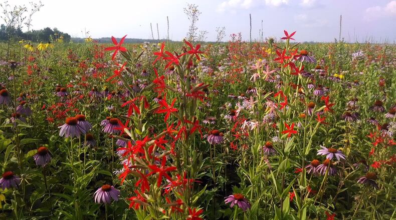 Huffman Prairie was declared a State of Ohio Natural Landmark in 1986 and is one of the largest remaining stands of black soil tallgrass prairies in Ohio and is one of the most significant habitats for grassland birds in the region. An “Explore Huffman Prairie” walking tour will be held July 31 at 11 a.m. at the Huffman Prairie. (Courtesy photo)