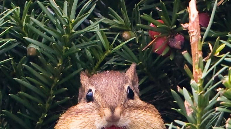 Daily photographer Adam Alonzo got a great shot of a berry-stuffing chipmunk this past year. CONTRIBUTED PHOTO BY ADAM ALONZO.