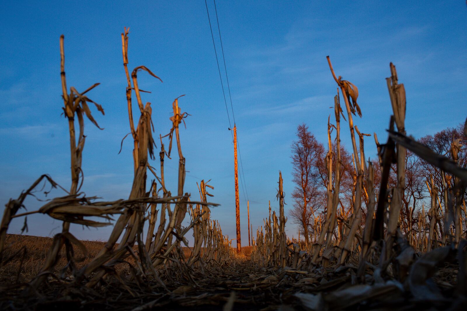 Remnants of last fall's corn harvest stand on a farm in Lake County, S.D., Monday, March 10, 2025, in one of the counties that a proposed Summit Carbon Solutions pipeline would cut through. (AP Photo/Nicole Neri)