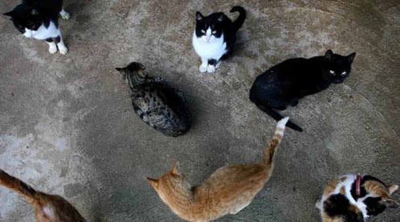 A decision by the Montgomery County Animal Resource Center to stop taking in cats last month has led to worry and confusion. FILE