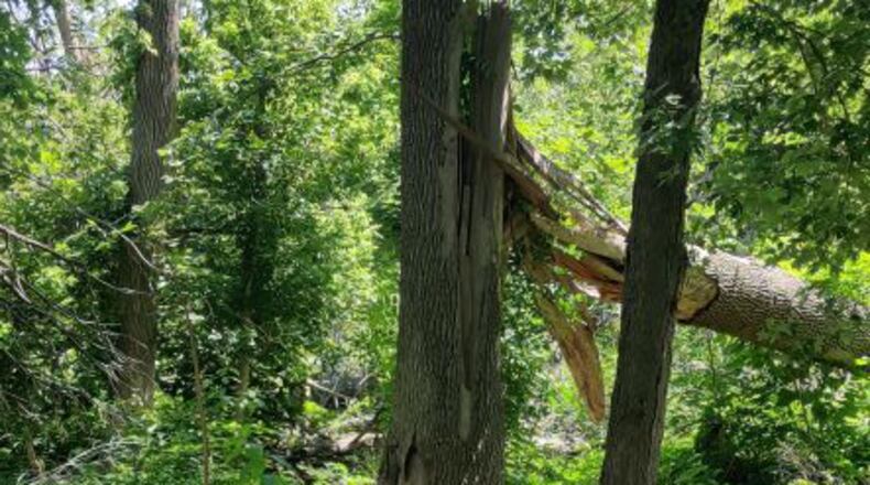Downed tree after Memorial Day Tornadoes (CONTRIBUTED)