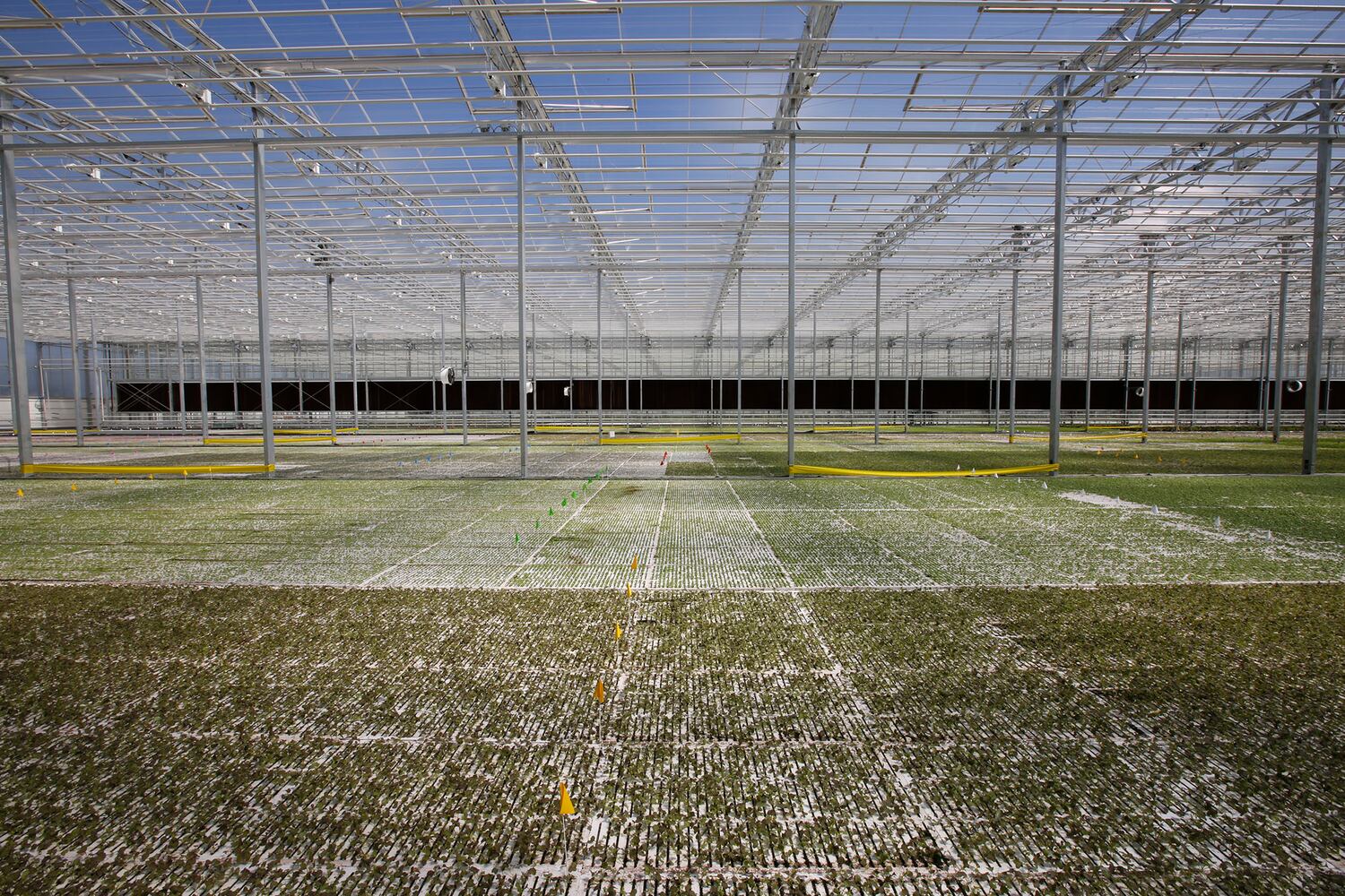 BrightFarms Ohio Greenhouse harvests first hydroponic greens in Wilmington