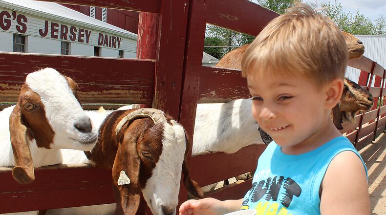 Mason Johnson from Kettering feeds the goats at Young’s Jersey Dairy. JEFF GUERINI/STAFF